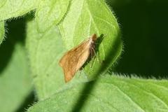 Dichomeris derasella, papillon, Drôme, mai  2026