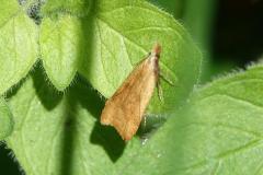 Dichomeris derasella, papillon, Drôme, mai  2026
