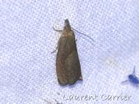 Dichrorampha spe