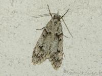 Chimabachidae
