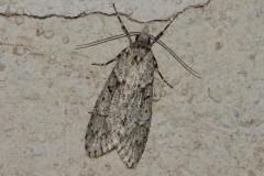 Diurne du Hêtre, papillon, Drôme, mars 2026