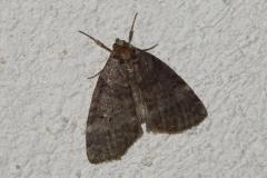 Double-Ligne, papillon, Drôme, août 2025