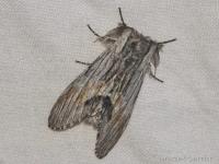 Notodontidae