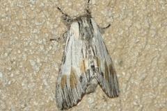 Dragon, papillon, Drôme, juillet 2026