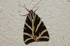 Écaille chinée, papillon, Drôme, juillet 2025