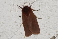 Écaille cramoisie, papillon, Drôme, juin 2025