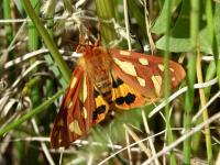 Écaille des steppes