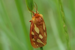 Écaille des steppes, papillon, Drôme, mai 2025