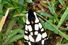 Écaille fermière, papillon, Drôme, mai 2023