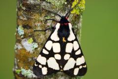 Écaille fermière, papillon, Drôme, mai 2023
