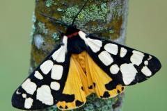 Écaille fermière, papillon, Drôme, mai 2023
