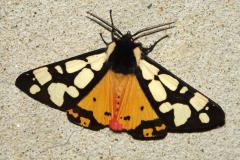 Écaille fermière, papillon, Drôme, mai 2026