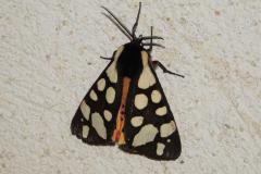 Écaille fermière, papillon, Drôme, mai 2025