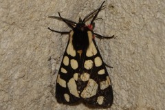Écaille fermière, papillon, Drôme, mai 2025