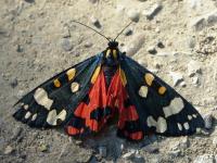 Erebidae