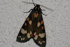 Ecaille marbrée, papillon, Drôme, juin 2026