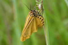 Ecaille striée, papillon, Drôme, mai 2026