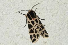 Ecaille tesselée, papillon, Drôme, septembre 2026