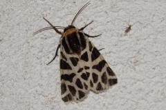 Ecaille tesselée, papillon, Drôme, septembre 2025