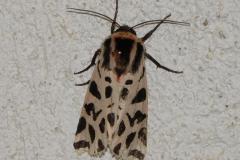 Ecaille tesselée, papillon, Drôme, septembre 2025