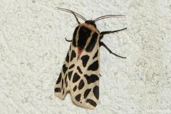 Ecaille tesselée, papillon, Drôme, septembre 2026