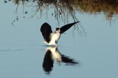 Echasse blanche, mâle, Camargue, avril 2026