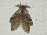 Ecureuil