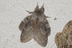 Ecureuil, papillon, Drôme, juin 2025