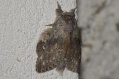 Ecureuil, papillon, Drôme, juillet 2025