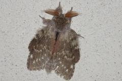 Ecureuil, papillon, Drôme, avril 2025