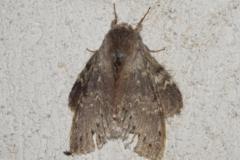 Ecureuil, papillon, Drôme, juin 2025