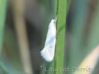 Elachistidae
