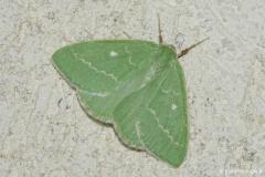 Émeraude, papillon, Drôme, août 2026