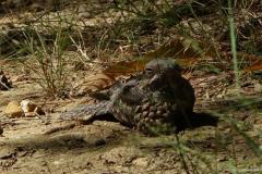 Engoulevent d'Europe, Drôme, juillet 2025
