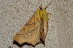 Ennomos du Tilleul , papillon, Drôme, septembre 2025