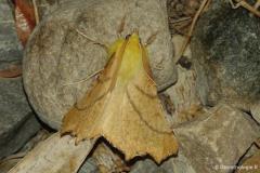 Ennomos du Tilleul , papillon, Drôme, septembre 2026
