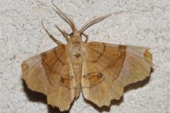 Ennomos lunaire, papillon, Drôme, juillet 2025