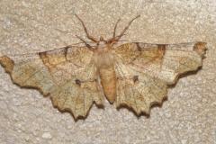 Ennomos lunaire, papillon, Drôme, avril 2025