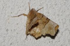 Ennomos lunaire, papillon, Drôme, mai 2025