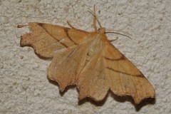 Ennomos rongée, papillon, Drôme, septembre 2025