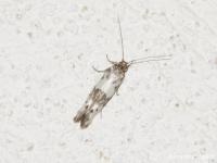 Scythrididae