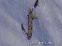 Epermeniidae