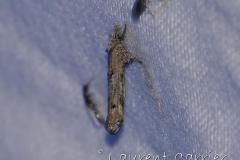 Epermenia aequidentellus, imago, Drôme, juillet 2023