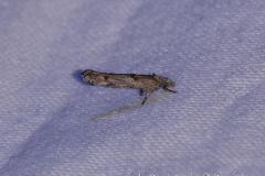 Epermenia aequidentellus, imago, Drôme, juillet 2023