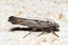 Epermenia aequidentellus, imago, Drôme, juillet 2023