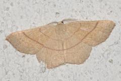 Éphyre blond-roux, papillon, Drôme, juillet 2025