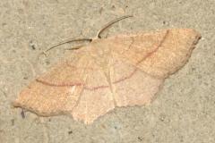 Éphyre blond-roux, papillon, Drôme, juin 2025