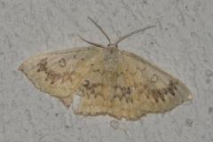 Ephyre omicron, papillon, Drôme, juillet 2025