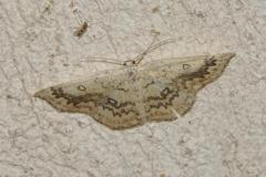 Ephyre omicron, papillon, Drôme, juillet 2025