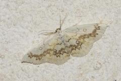 Ephyre omicron, papillon, Drôme, juin 2025